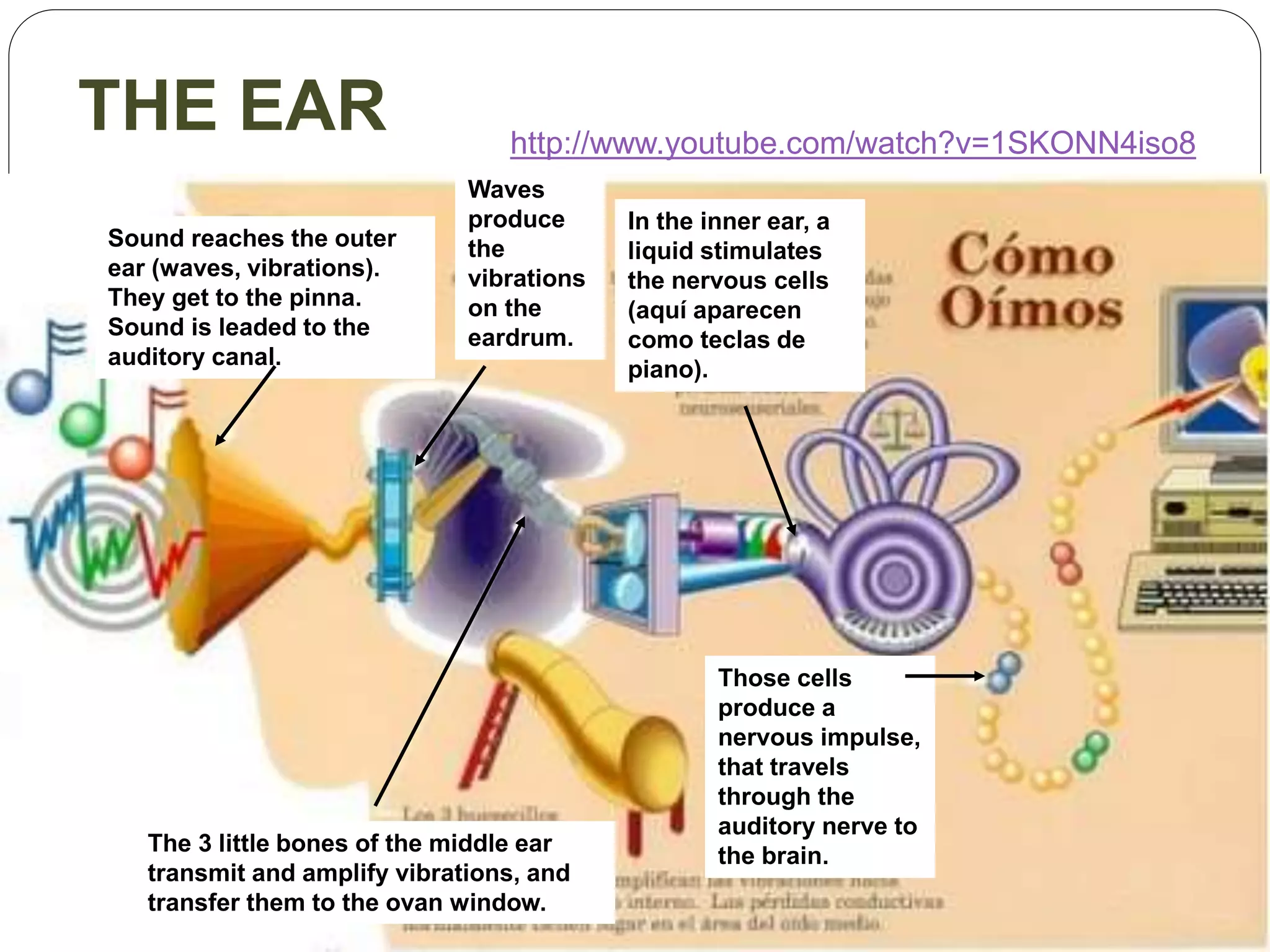 THE EAR
In the inner ear, a
liquid stimulates
the nervous cells
(aquí aparecen
como teclas de
piano).
Those cells
produce a
nervous impulse,
that travels
through the
auditory nerve to
the brain.
Waves
produce
the
vibrations
on the
eardrum.
Sound reaches the outer
ear (waves, vibrations).
They get to the pinna.
Sound is leaded to the
auditory canal.
The 3 little bones of the middle ear
transmit and amplify vibrations, and
transfer them to the ovan window.
http://www.youtube.com/watch?v=1SKONN4iso8
 
