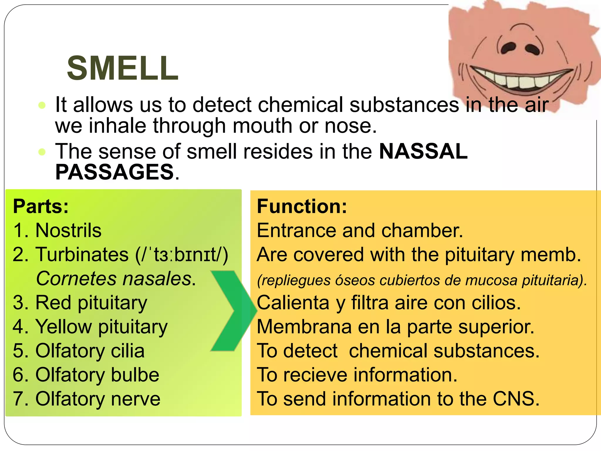 SMELL
 It allows us to detect chemical substances in the air
we inhale through mouth or nose.
 The sense of smell resides in the NASSAL
PASSAGES.
Parts:
1. Nostrils
2. Turbinates (/ˈtɜːbɪnɪt/)
Cornetes nasales.
3. Red pituitary
4. Yellow pituitary
5. Olfatory cilia
6. Olfatory bulbe
7. Olfatory nerve
Function:
Entrance and chamber.
Are covered with the pituitary memb.
(repliegues óseos cubiertos de mucosa pituitaria).
Calienta y filtra aire con cilios.
Membrana en la parte superior.
To detect chemical substances.
To recieve information.
To send information to the CNS.
 