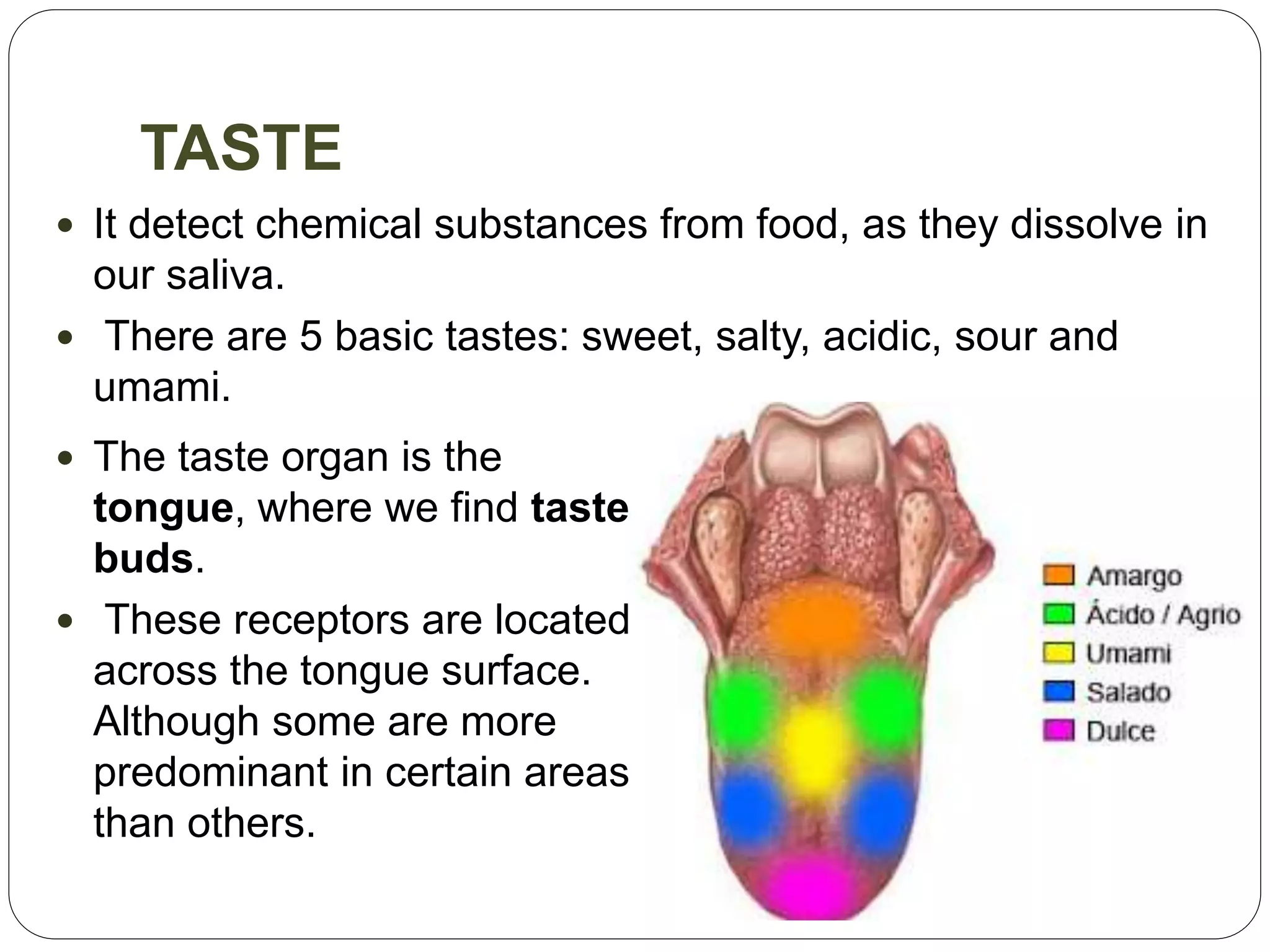 TASTE
 It detect chemical substances from food, as they dissolve in
our saliva.
 There are 5 basic tastes: sweet, salty, acidic, sour and
umami.
 The taste organ is the
tongue, where we find taste
buds.
 These receptors are located
across the tongue surface.
Although some are more
predominant in certain areas
than others.
 