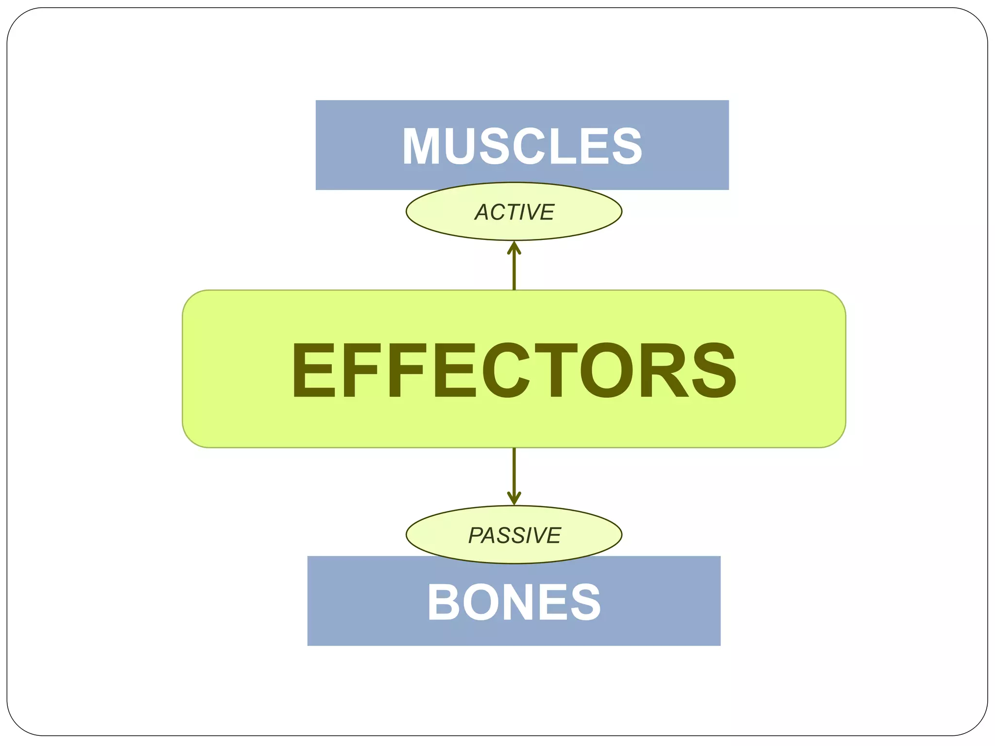 BONES
MUSCLES
EFFECTORS
ACTIVE
PASSIVE
 