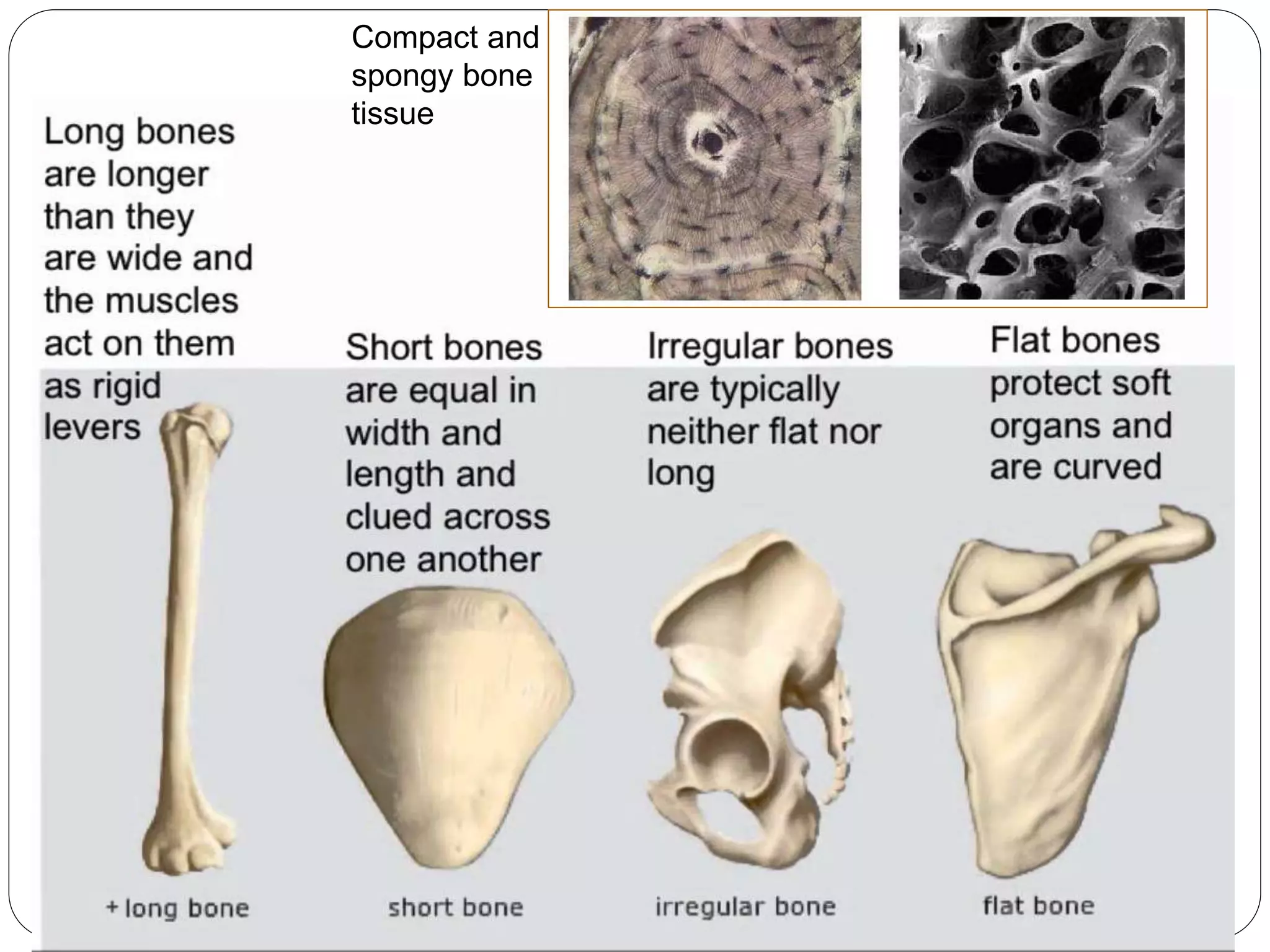 Compact and
spongy bone
tissue
 