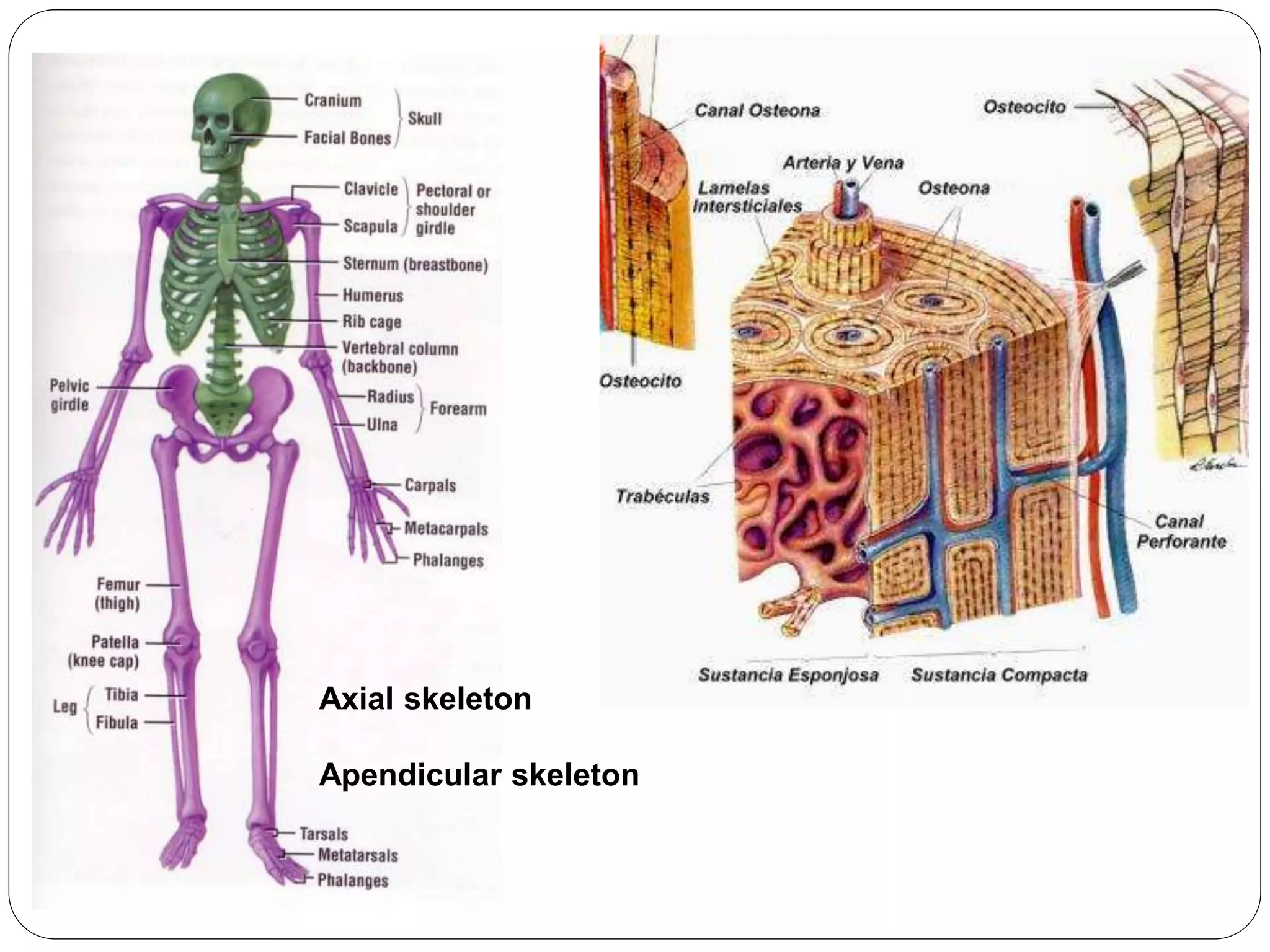 Axial skeleton
Apendicular skeleton
 