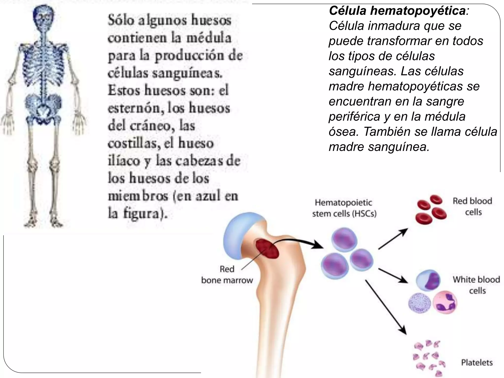 Célula hematopoyética:
Célula inmadura que se
puede transformar en todos
los tipos de células
sanguíneas. Las células
madre hematopoyéticas se
encuentran en la sangre
periférica y en la médula
ósea. También se llama célula
madre sanguínea.
 
