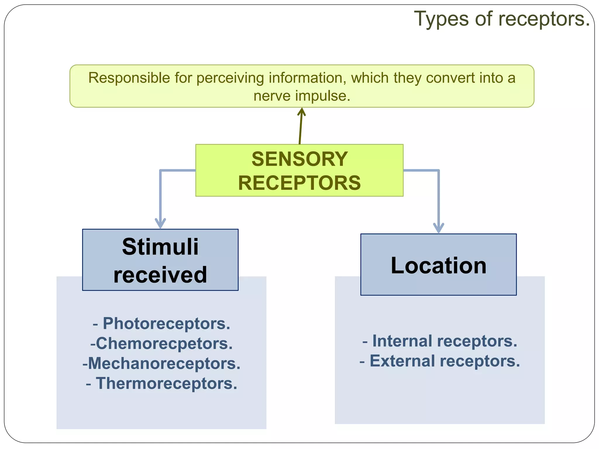 - Internal receptors.
- External receptors.
- Photoreceptors.
-Chemorecpetors.
-Mechanoreceptors.
- Thermoreceptors.
SENSORY
RECEPTORS
Responsible for perceiving information, which they convert into a
nerve impulse.
Stimuli
received Location
Types of receptors.
 