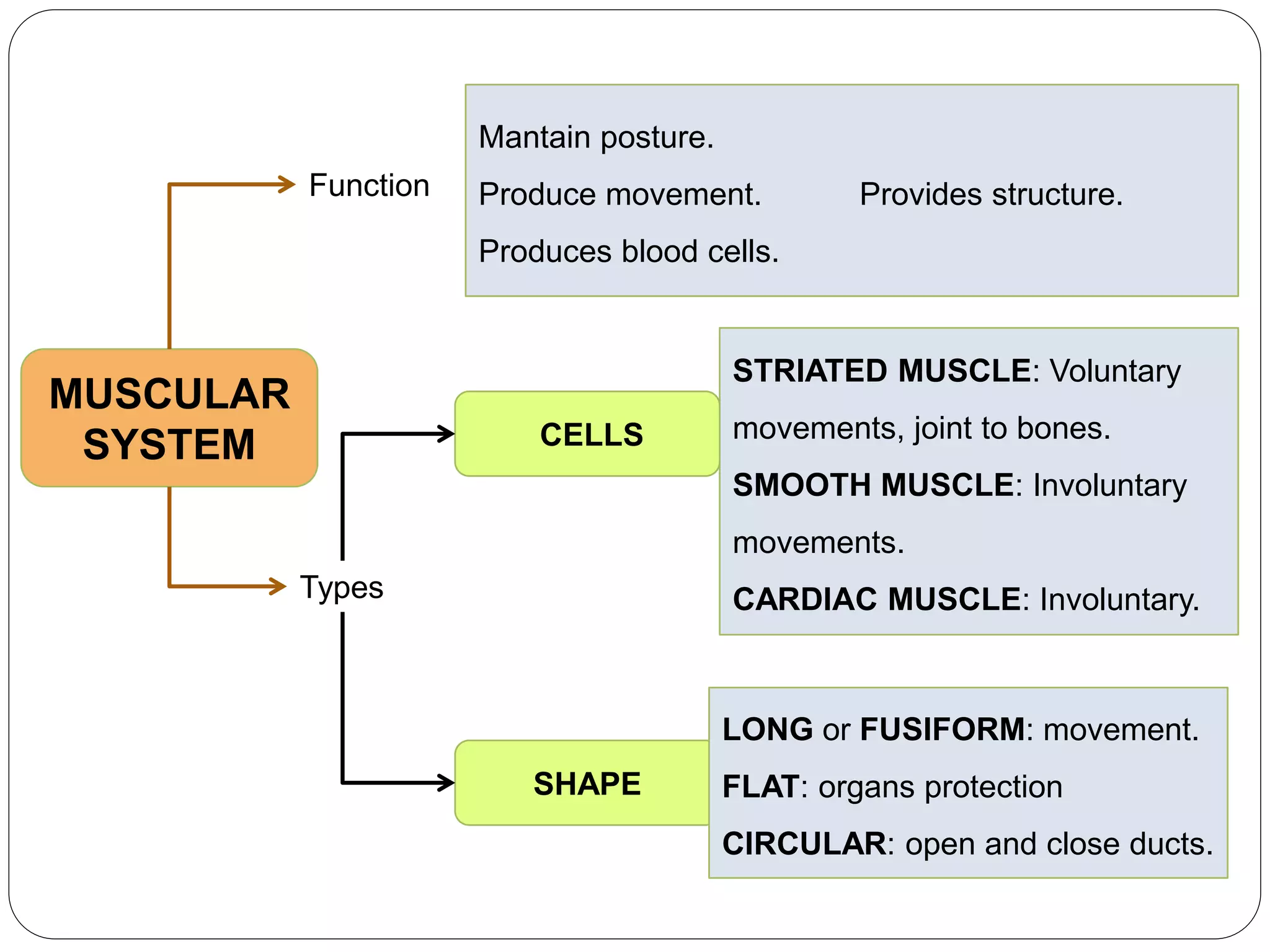 MUSCULAR
SYSTEM
Function
Types
Mantain posture.
Produce movement. Provides structure.
Produces blood cells.
STRIATED MUSCLE: Voluntary
movements, joint to bones.
SMOOTH MUSCLE: Involuntary
movements.
CARDIAC MUSCLE: Involuntary.
CELLS
SHAPE
LONG or FUSIFORM: movement.
FLAT: organs protection
CIRCULAR: open and close ducts.
 