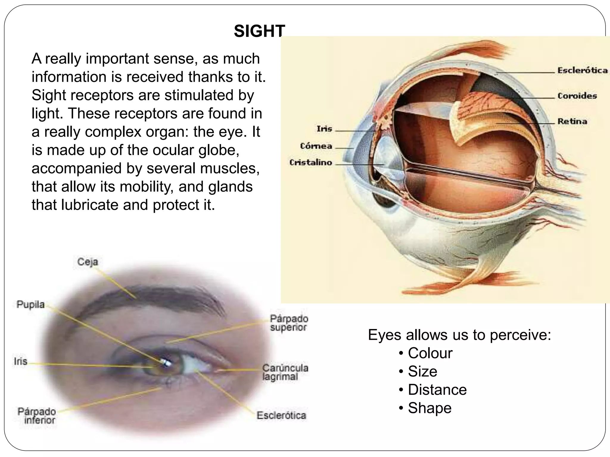 SIGHT
A really important sense, as much
information is received thanks to it.
Sight receptors are stimulated by
light. These receptors are found in
a really complex organ: the eye. It
is made up of the ocular globe,
accompanied by several muscles,
that allow its mobility, and glands
that lubricate and protect it.
Eyes allows us to perceive:
• Colour
• Size
• Distance
• Shape
 