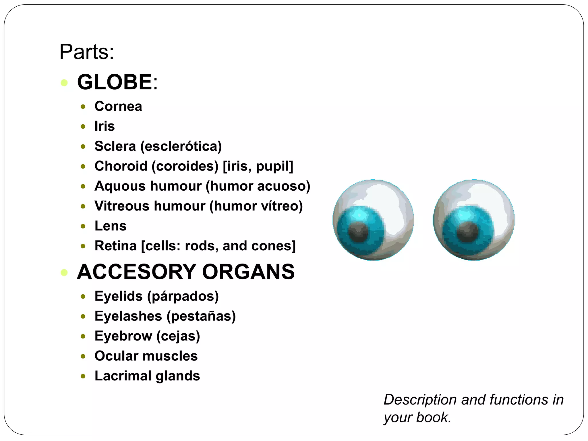 Parts:
 GLOBE:
 Cornea
 Iris
 Sclera (esclerótica)
 Choroid (coroides) [iris, pupil]
 Aquous humour (humor acuoso)
 Vitreous humour (humor vítreo)
 Lens
 Retina [cells: rods, and cones]
 ACCESORY ORGANS
 Eyelids (párpados)
 Eyelashes (pestañas)
 Eyebrow (cejas)
 Ocular muscles
 Lacrimal glands
Description and functions in
your book.
 