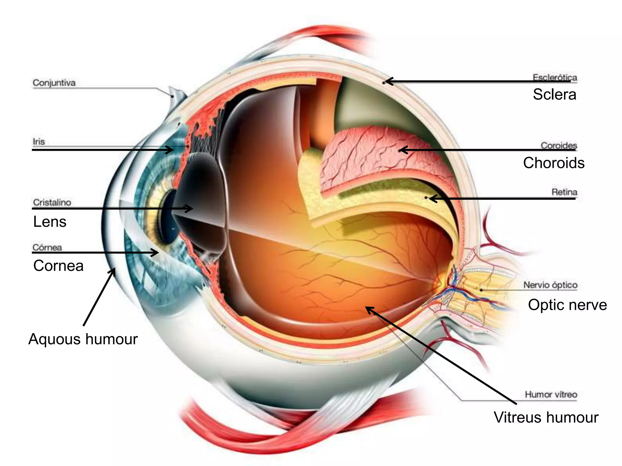 Lens
Cornea
Choroids
Sclera
Optic nerve
Vitreus humour
Aquous humour
 