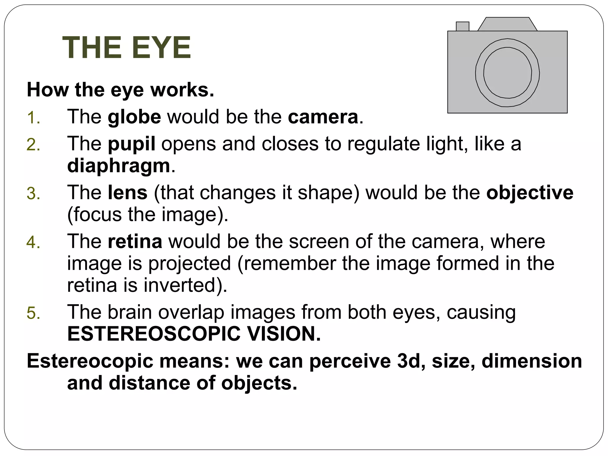 THE EYE
How the eye works.
1. The globe would be the camera.
2. The pupil opens and closes to regulate light, like a
diaphragm.
3. The lens (that changes it shape) would be the objective
(focus the image).
4. The retina would be the screen of the camera, where
image is projected (remember the image formed in the
retina is inverted).
5. The brain overlap images from both eyes, causing
ESTEREOSCOPIC VISION.
Estereocopic means: we can perceive 3d, size, dimension
and distance of objects.
 