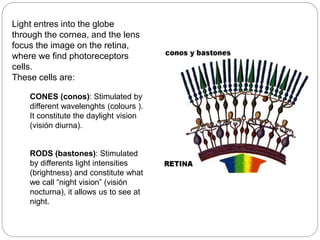 Light entres into the globe
through the cornea, and the lens
focus the image on the retina,
where we find photoreceptors
cells.
These cells are:
CONES (conos): Stimulated by
different wavelenghts (colours ).
It constitute the daylight vision
(visión diurna).
RODS (bastones): Stimulated
by differents light intensities
(brightness) and constitute what
we call “night vision” (visión
nocturna), it allows us to see at
night.
 