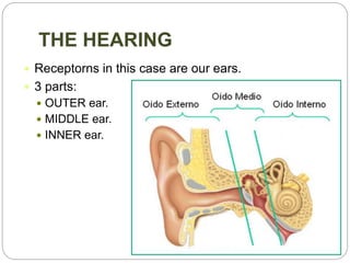 THE HEARING
 Receptorns in this case are our ears.
 3 parts:
 OUTER ear.
 MIDDLE ear.
 INNER ear.
 