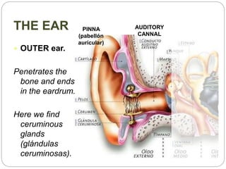 THE EAR
 OUTER ear.
Penetrates the
bone and ends
in the eardrum.
Here we find
ceruminous
glands
(glándulas
ceruminosas).
PINNA
(pabellón
auricular)
AUDITORY
CANNAL
 