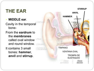 THE EAR
STIRRUP
ANVIL
HAMMER
TÍMPANO
VENTANA OVAL
TROMPA DE
EUSTAQUIO
 MIDDLE ear.
Cavity in the temporal
bone-
From the eardrum to
the membranes
called oval window
and round window.
It contains 3 small
bones: hammer,
anvil and stirrup.
 