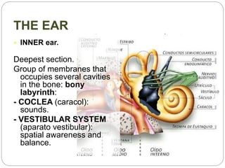 THE EAR
 INNER ear.
Deepest section.
Group of membranes that
occupies several cavities
in the bone: bony
labyrinth:
- COCLEA (caracol):
sounds.
- VESTIBULAR SYSTEM
(aparato vestibular):
spatial awareness and
balance.
 