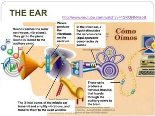 THE EAR
In the inner ear, a
liquid stimulates
the nervous cells
(aquí aparecen
como teclas de
piano).
Those cells
produce a
nervous impulse,
that travels
through the
auditory nerve to
the brain.
Waves
produce
the
vibrations
on the
eardrum.
Sound reaches the outer
ear (waves, vibrations).
They get to the pinna.
Sound is leaded to the
auditory canal.
The 3 little bones of the middle ear
transmit and amplify vibrations, and
transfer them to the ovan window.
http://www.youtube.com/watch?v=1SKONN4iso8
 