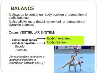 BALANCE
 It alows us to control our body position or perception of
static balance.
 It also allows us to detect movement or perception of
dynamic balance.
 Organ: VESTIBULAR SYSTEM:
 Semicircular canals
 Vestíbular system:
 Sacule
 utriccule.
Aunque también contribuye a
guardar el equilibrio la
información obtenida por…¿?
Body movement
Body position
 