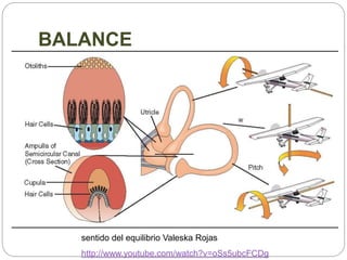 BALANCE
sentido del equilibrio Valeska Rojas
http://www.youtube.com/watch?v=oSs5ubcFCDg
 