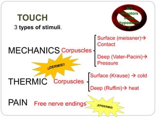 TOUCH
3 types of stimuli.
MECHANICS
THERMIC
PAIN
Corpuscles
Corpuscles
Free nerve endings
Surface (meissner)
Contact
Deep (Vater-Pacini)
Pressure
Surface (Krause)  cold
Deep (Ruffini) heat
NO
receptors
in the
hypodermi
s
 