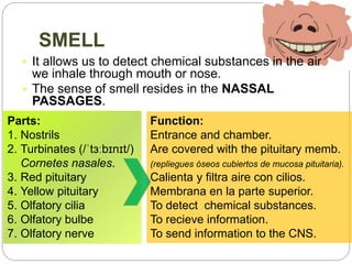 SMELL
 It allows us to detect chemical substances in the air
we inhale through mouth or nose.
 The sense of smell resides in the NASSAL
PASSAGES.
Parts:
1. Nostrils
2. Turbinates (/ˈtɜːbɪnɪt/)
Cornetes nasales.
3. Red pituitary
4. Yellow pituitary
5. Olfatory cilia
6. Olfatory bulbe
7. Olfatory nerve
Function:
Entrance and chamber.
Are covered with the pituitary memb.
(repliegues óseos cubiertos de mucosa pituitaria).
Calienta y filtra aire con cilios.
Membrana en la parte superior.
To detect chemical substances.
To recieve information.
To send information to the CNS.
 