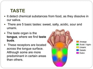TASTE
 It detect chemical substances from food, as they dissolve in
our saliva.
 There are 5 basic tastes: sweet, salty, acidic, sour and
umami.
 The taste organ is the
tongue, where we find taste
buds.
 These receptors are located
across the tongue surface.
Although some are more
predominant in certain areas
than others.
 