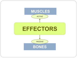 BONES
MUSCLES
EFFECTORS
ACTIVE
PASSIVE
 