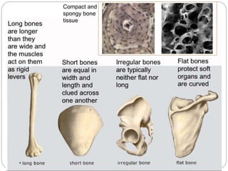 Compact and
spongy bone
tissue
 