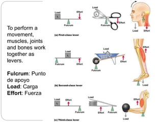 To perform a
movement,
muscles, joints
and bones work
together as
levers.
Fulcrum: Punto
de apoyo
Load: Carga
Effort: Fuerza
 