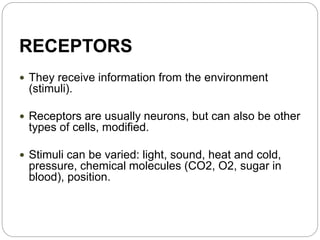 RECEPTORS
 They receive information from the environment
(stimuli).
 Receptors are usually neurons, but can also be other
types of cells, modified.
 Stimuli can be varied: light, sound, heat and cold,
pressure, chemical molecules (CO2, O2, sugar in
blood), position.
 