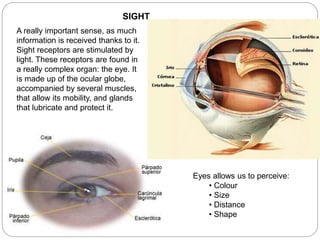 SIGHT
A really important sense, as much
information is received thanks to it.
Sight receptors are stimulated by
light. These receptors are found in
a really complex organ: the eye. It
is made up of the ocular globe,
accompanied by several muscles,
that allow its mobility, and glands
that lubricate and protect it.
Eyes allows us to perceive:
• Colour
• Size
• Distance
• Shape
 