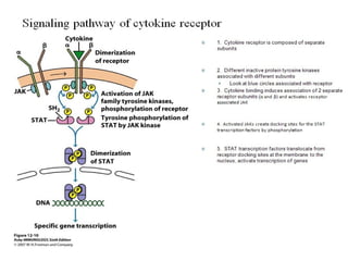 RECEPTORS AND SIGNALING ; CYTOKINES .ppt