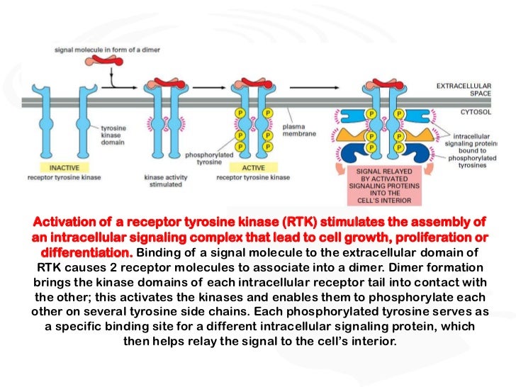 Receptors and signal transduction