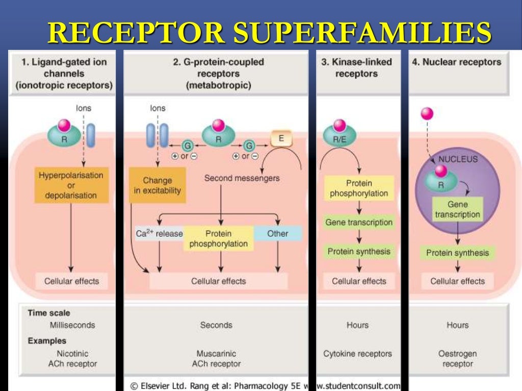 what is true relation to drug receptors