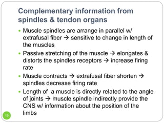 Receptors in Muscle and Their Role in Motor.ppt