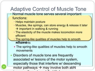Receptors in Muscle and Their Role in Motor.ppt