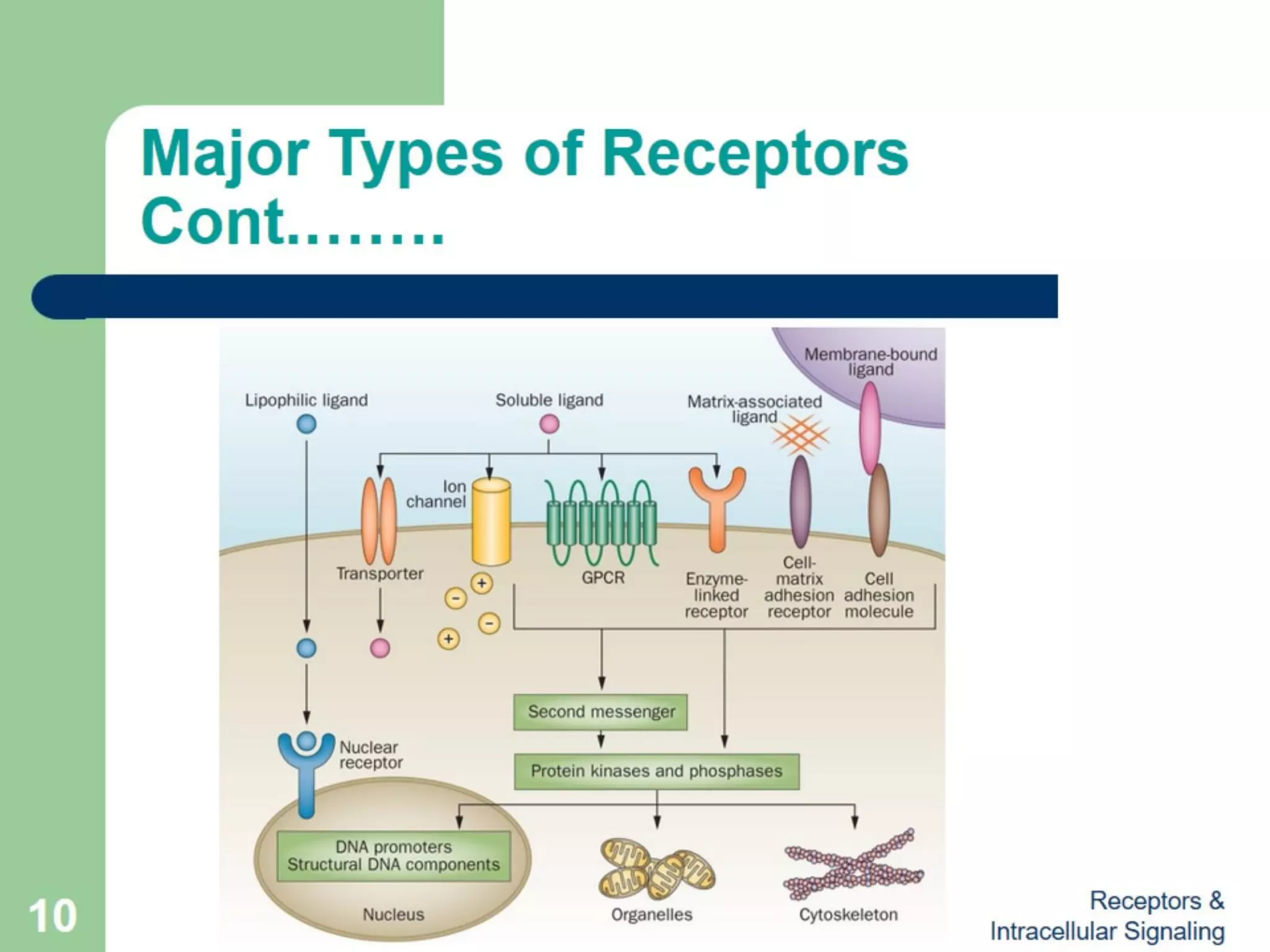 Receptors & Intracellular Signaling (Biochemistry) | PPT