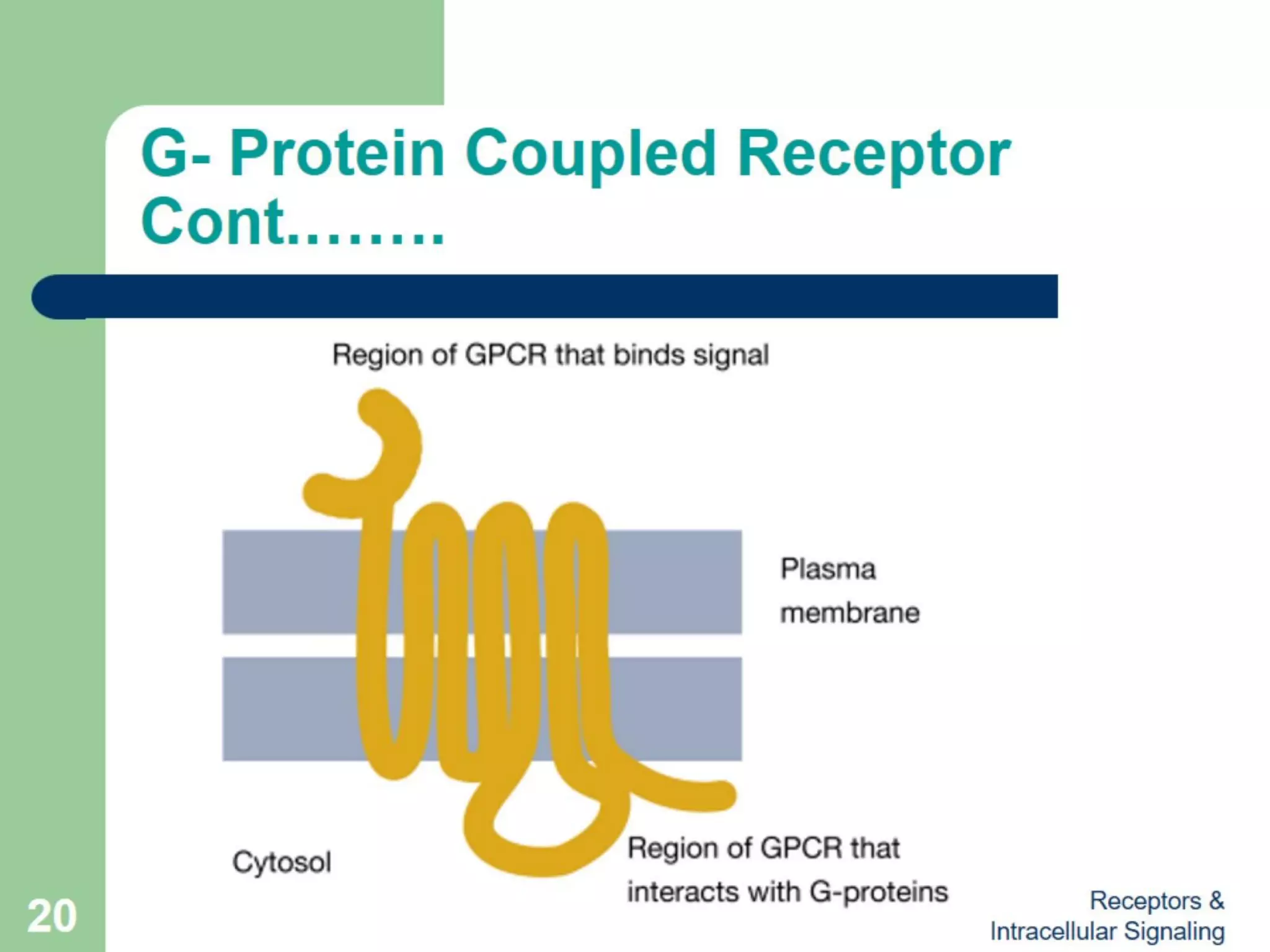 Receptors & Intracellular Signaling (Biochemistry) | PPT