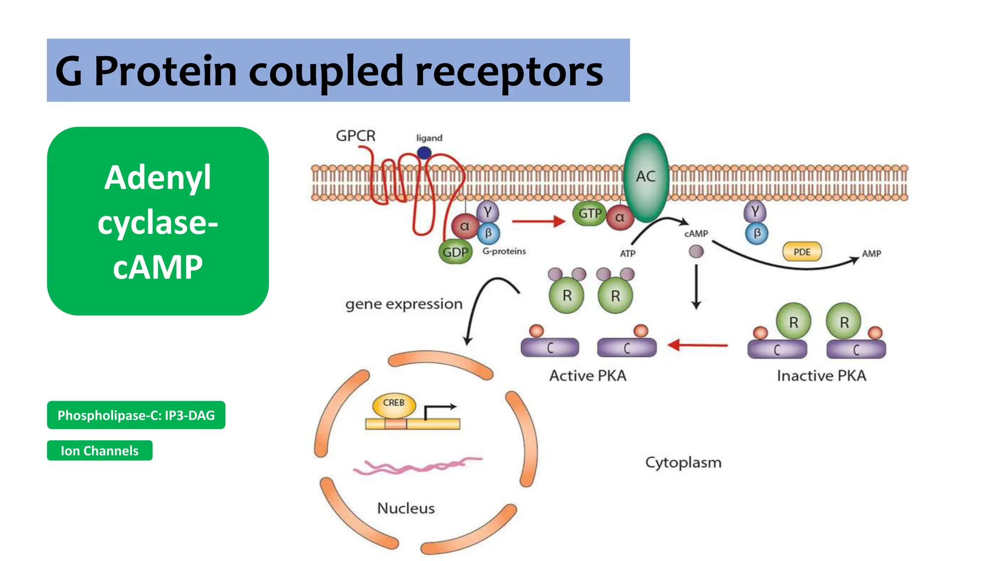 G Protein coupled receptors
Adenyl
cyclase-
cAMP
Ion Channels
Phospholipase-C: IP3-DAG
 