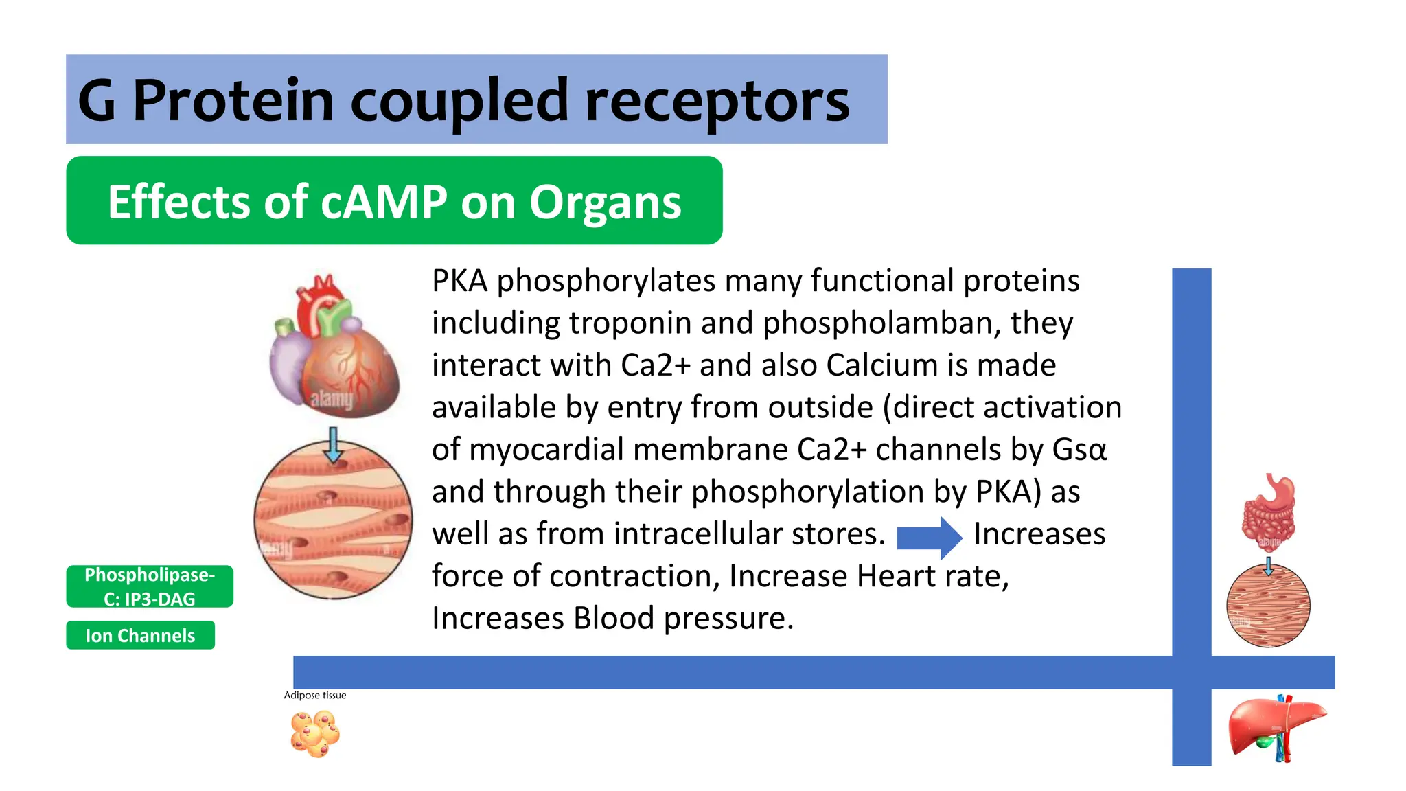 G Protein coupled receptors
Effects of cAMP on Organs
Ion Channels
Phospholipase-
C: IP3-DAG
PKA phosphorylates many functional proteins
including troponin and phospholamban, they
interact with Ca2+ and also Calcium is made
available by entry from outside (direct activation
of myocardial membrane Ca2+ channels by Gsα
and through their phosphorylation by PKA) as
well as from intracellular stores. Increases
force of contraction, Increase Heart rate,
Increases Blood pressure.
 