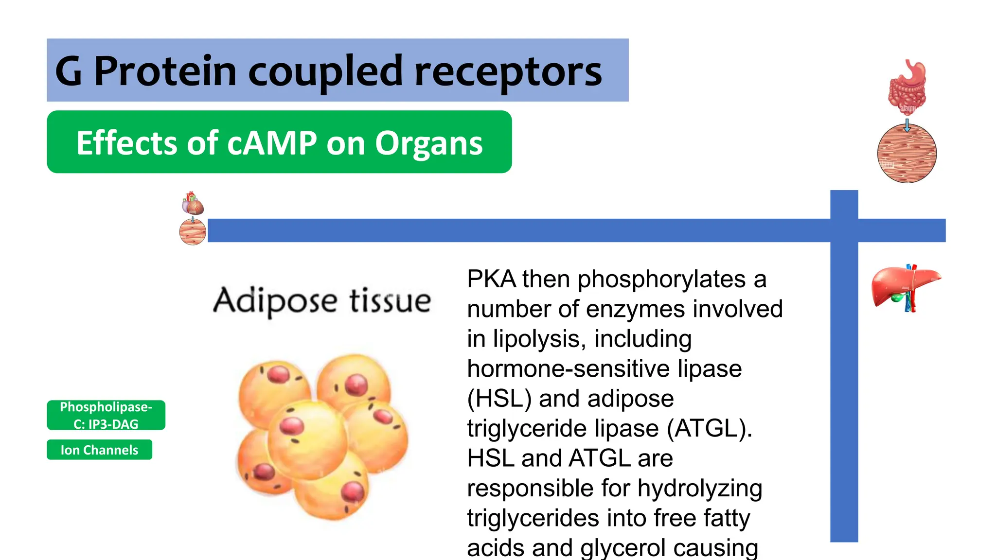 G Protein coupled receptors
Effects of cAMP on Organs
Ion Channels
Phospholipase-
C: IP3-DAG
PKA then phosphorylates a
number of enzymes involved
in lipolysis, including
hormone-sensitive lipase
(HSL) and adipose
triglyceride lipase (ATGL).
HSL and ATGL are
responsible for hydrolyzing
triglycerides into free fatty
acids and glycerol causing
 