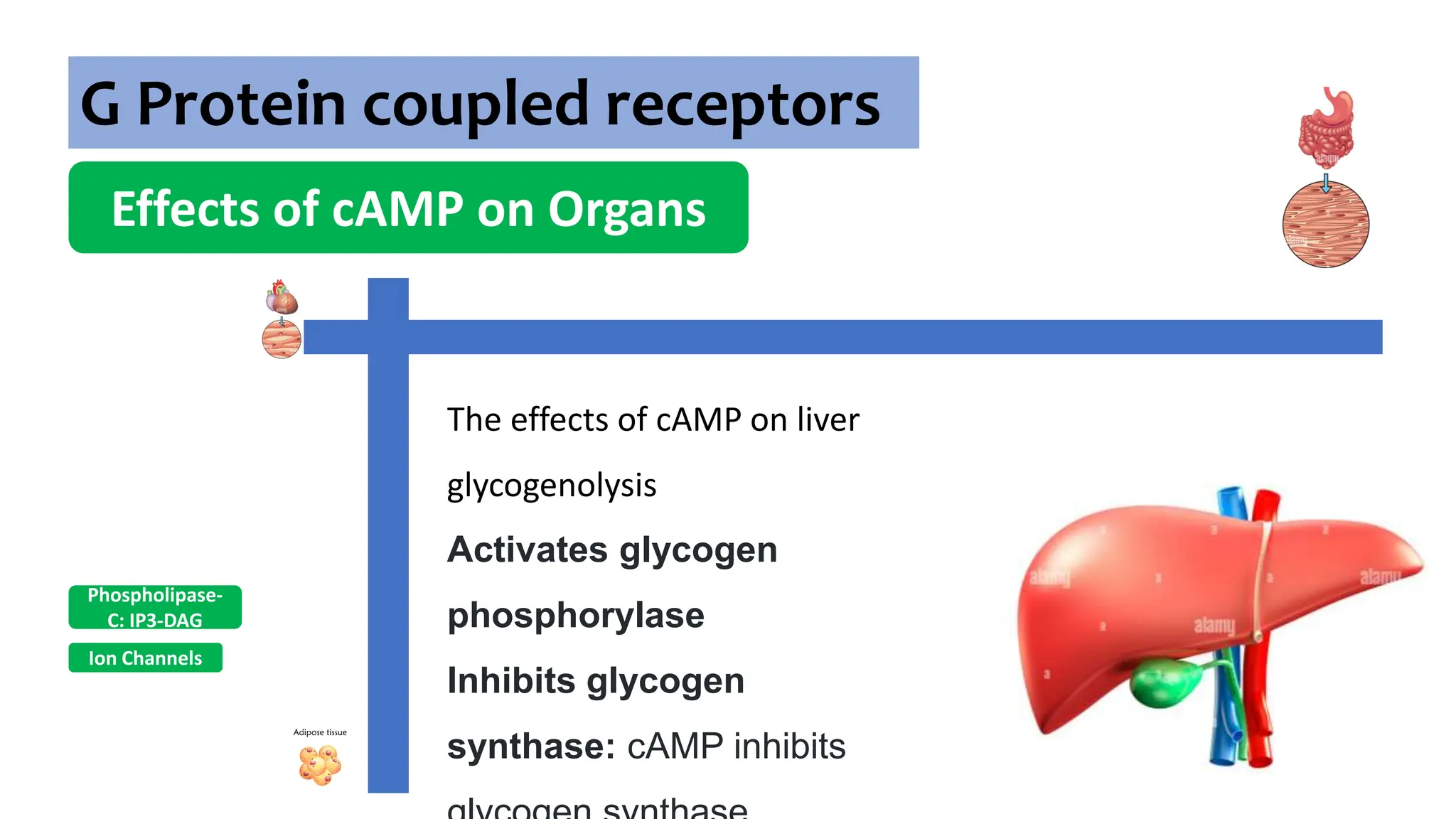 G Protein coupled receptors
Effects of cAMP on Organs
Ion Channels
Phospholipase-
C: IP3-DAG
The effects of cAMP on liver
glycogenolysis
Activates glycogen
phosphorylase
Inhibits glycogen
synthase: cAMP inhibits
 