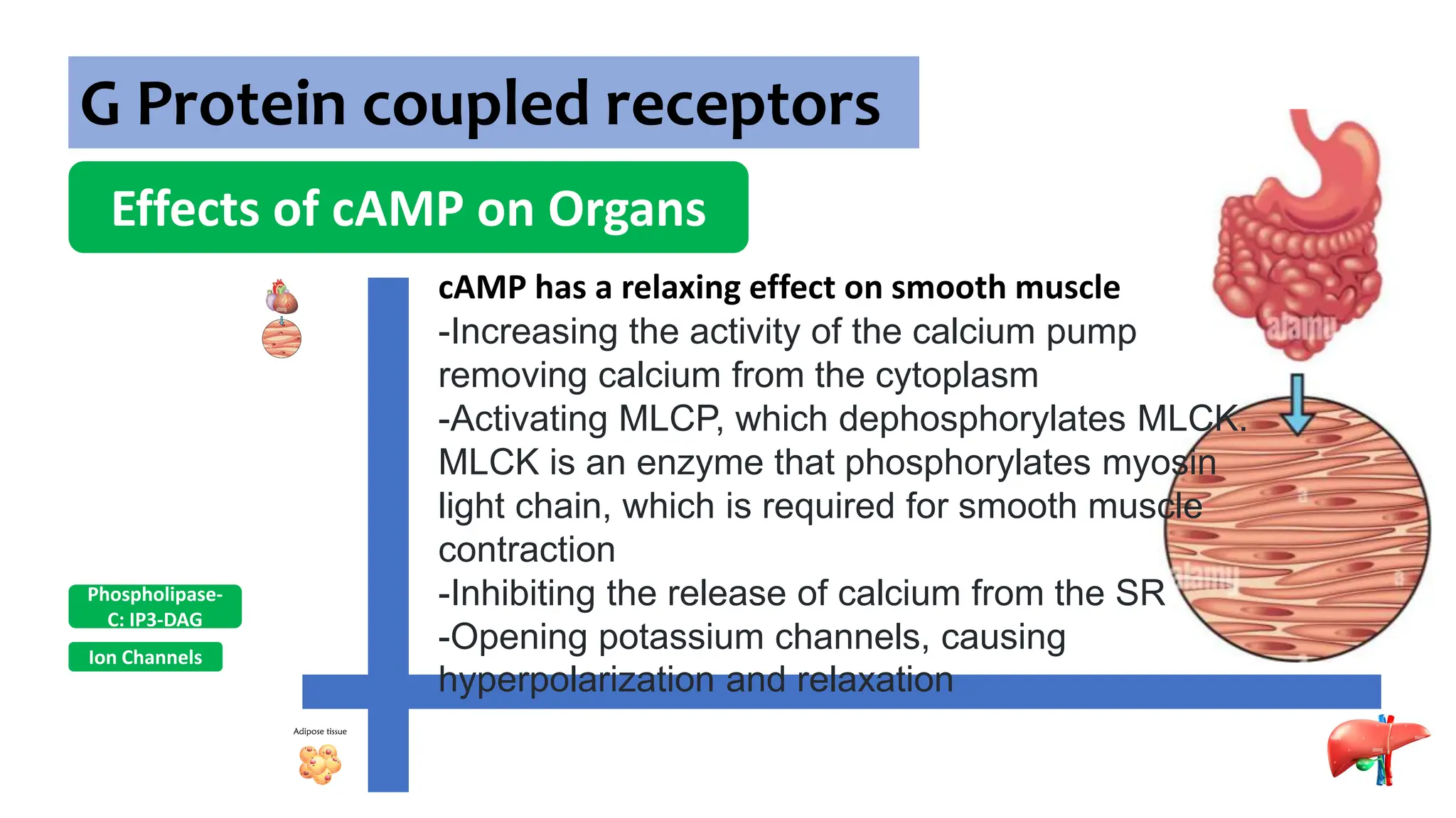 G Protein coupled receptors
Effects of cAMP on Organs
Ion Channels
Phospholipase-
C: IP3-DAG
cAMP has a relaxing effect on smooth muscle
-Increasing the activity of the calcium pump
removing calcium from the cytoplasm
-Activating MLCP, which dephosphorylates MLCK.
MLCK is an enzyme that phosphorylates myosin
light chain, which is required for smooth muscle
contraction
-Inhibiting the release of calcium from the SR
-Opening potassium channels, causing
hyperpolarization and relaxation
 
