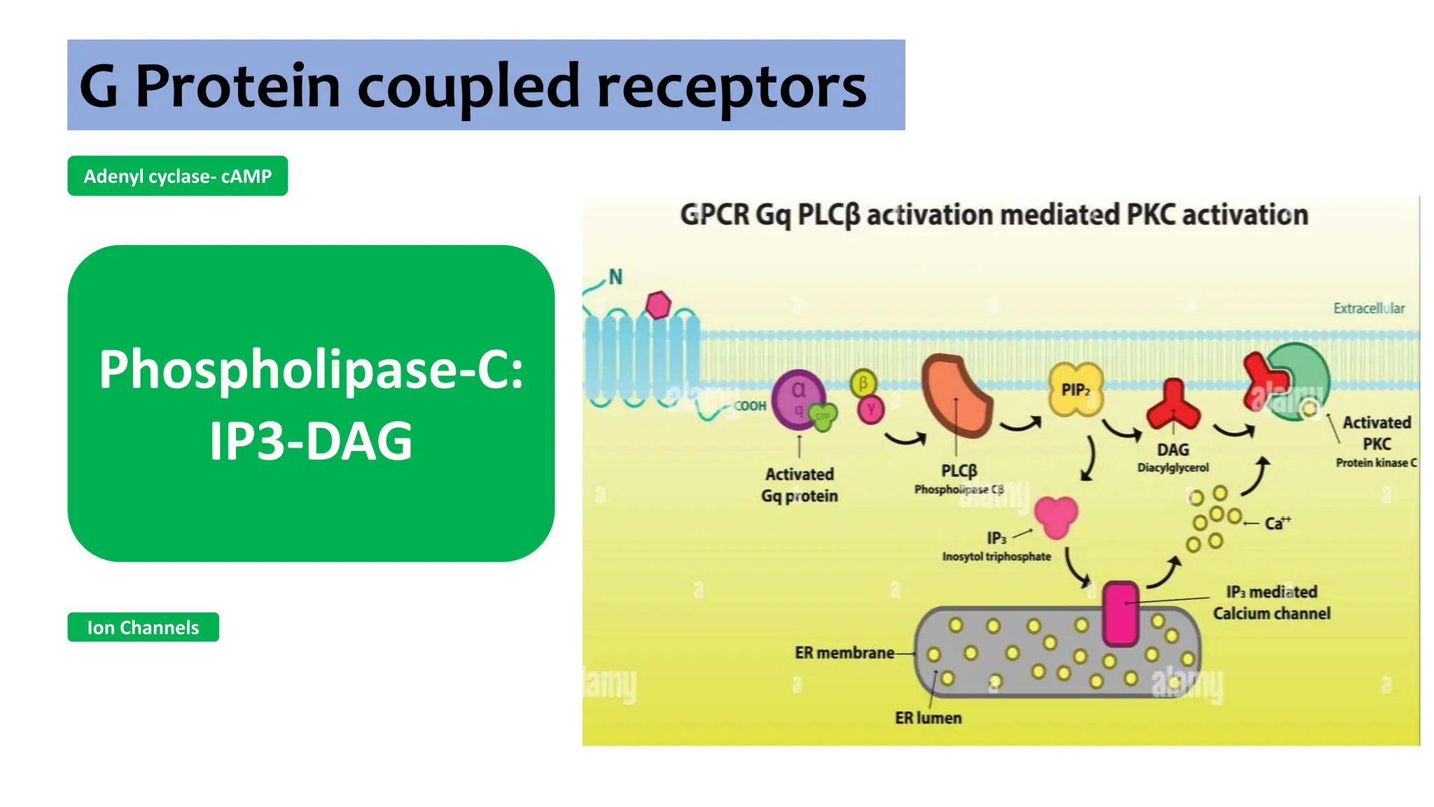 Adenyl cyclase- cAMP
Phospholipase-C:
IP3-DAG
Ion Channels
G Protein coupled receptors
 