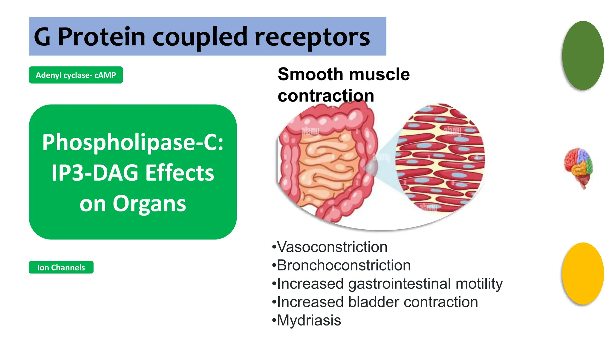 G Protein coupled receptors
Adenyl cyclase- cAMP
Phospholipase-C:
IP3-DAG Effects
on Organs
Ion Channels
Smooth muscle
contraction
•Vasoconstriction
•Bronchoconstriction
•Increased gastrointestinal motility
•Increased bladder contraction
•Mydriasis
 