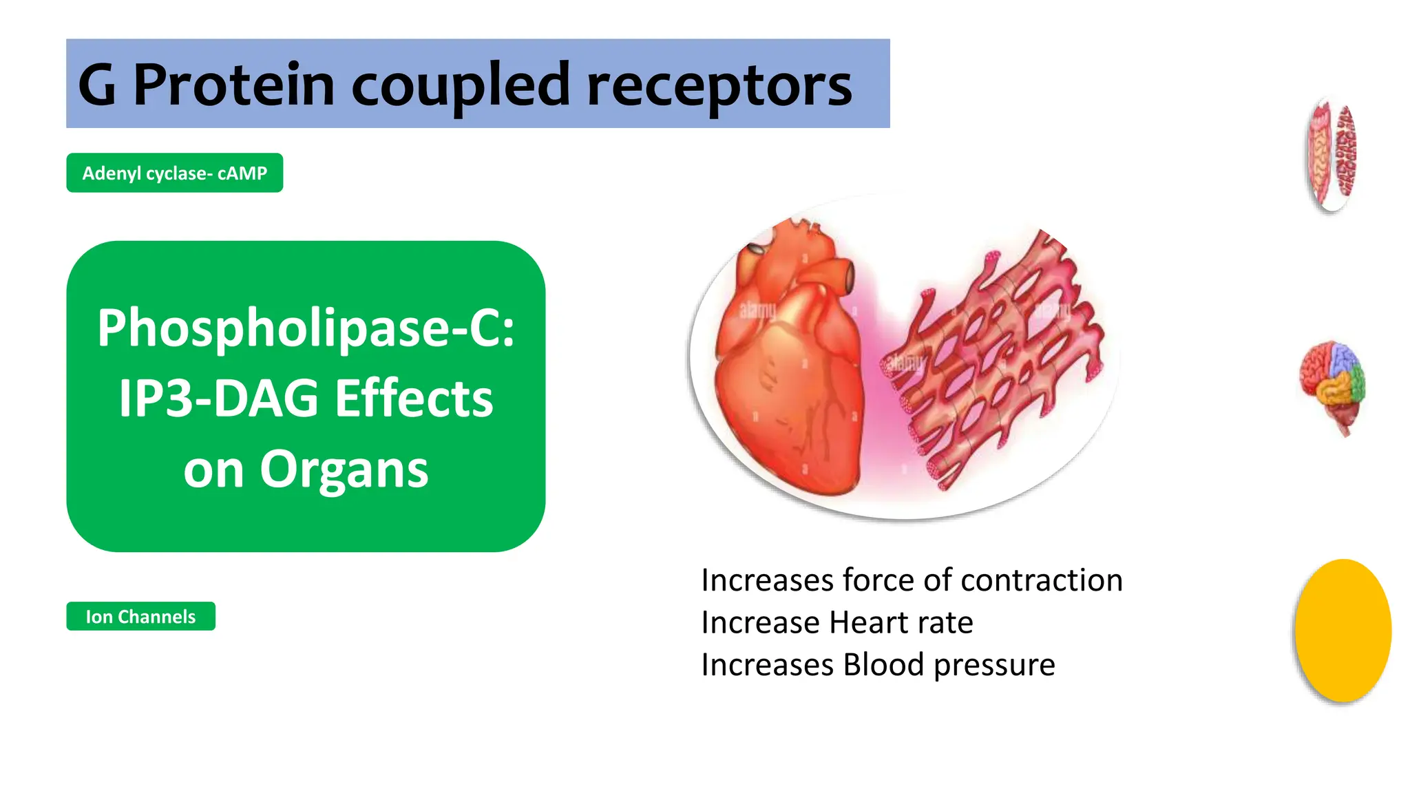 G Protein coupled receptors
Adenyl cyclase- cAMP
Phospholipase-C:
IP3-DAG Effects
on Organs
Ion Channels
Increases force of contraction
Increase Heart rate
Increases Blood pressure
 