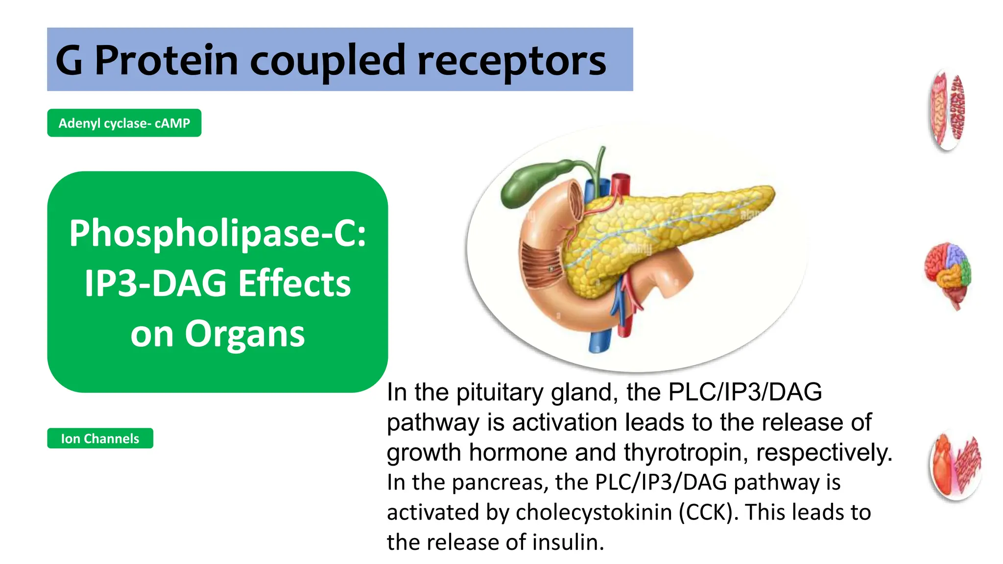 G Protein coupled receptors
Adenyl cyclase- cAMP
Phospholipase-C:
IP3-DAG Effects
on Organs
Ion Channels
In the pituitary gland, the PLC/IP3/DAG
pathway is activation leads to the release of
growth hormone and thyrotropin, respectively.
In the pancreas, the PLC/IP3/DAG pathway is
activated by cholecystokinin (CCK). This leads to
the release of insulin.
 