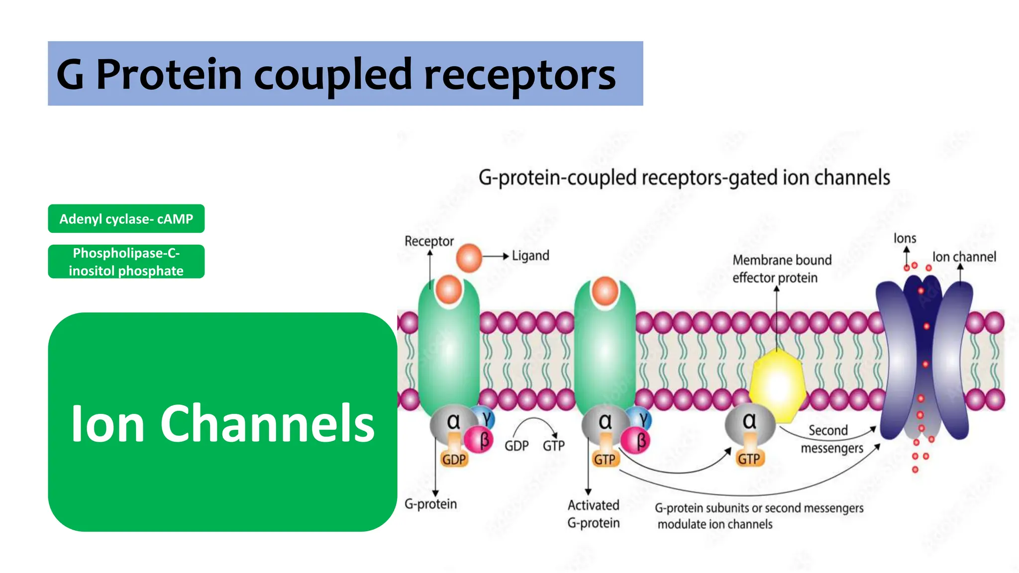 G Protein coupled receptors
Adenyl cyclase- cAMP
Phospholipase-C-
inositol phosphate
Ion Channels
 