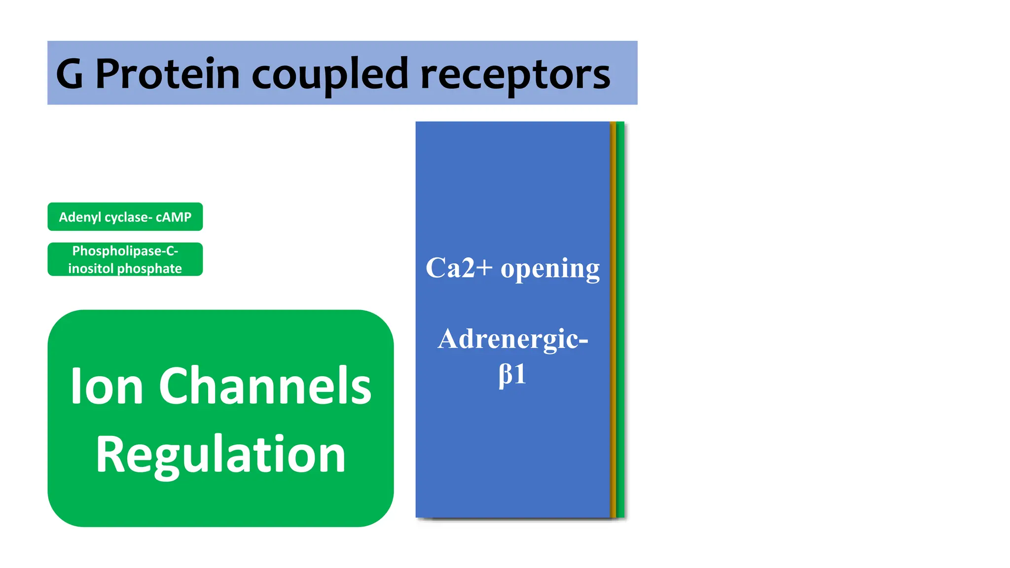 G Protein coupled receptors
Adenyl cyclase- cAMP
Phospholipase-C-
inositol phosphate
Ion Channels
Regulation
K+ opening
Adrenergic-
α2
Muscarinic-
M2
Dopamine-D2
5-HT1A
GABAB
Opioid-µ, δ
Adenosine-A
Ca2+ closing
Dopamine-D2
GABAB
Opioid-κ
Adenosine-A1
Somatostatin
Ca2+ opening
Adrenergic-
β1
 