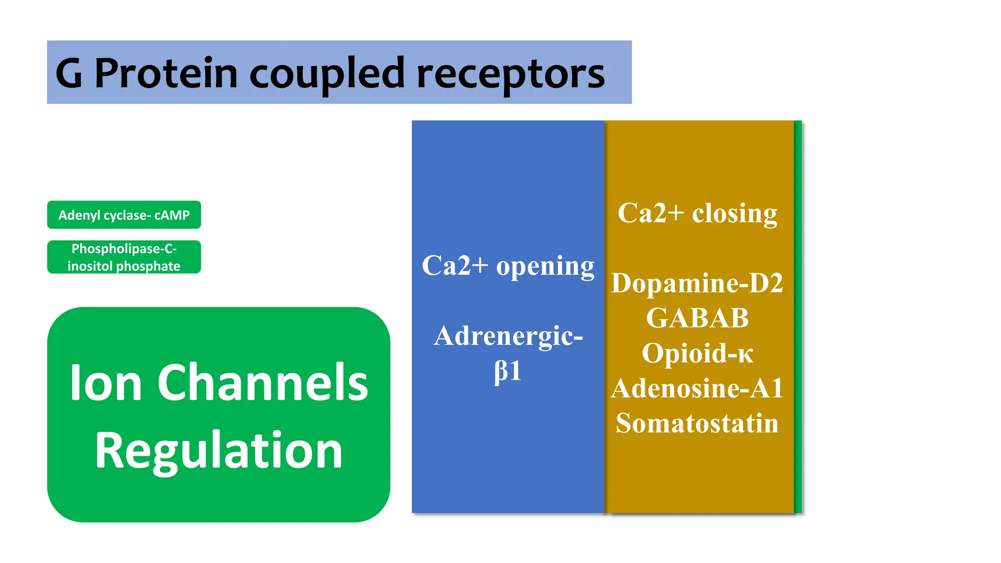 G Protein coupled receptors
Adenyl cyclase- cAMP
Phospholipase-C-
inositol phosphate
Ion Channels
Regulation
K+ opening
Adrenergic-
α2
Muscarinic-
M2
Dopamine-D2
5-HT1A
GABAB
Opioid-µ, δ
Adenosine-A
Ca2+ closing
Dopamine-D2
GABAB
Opioid-κ
Adenosine-A1
Somatostatin
Ca2+ opening
Adrenergic-
β1
 