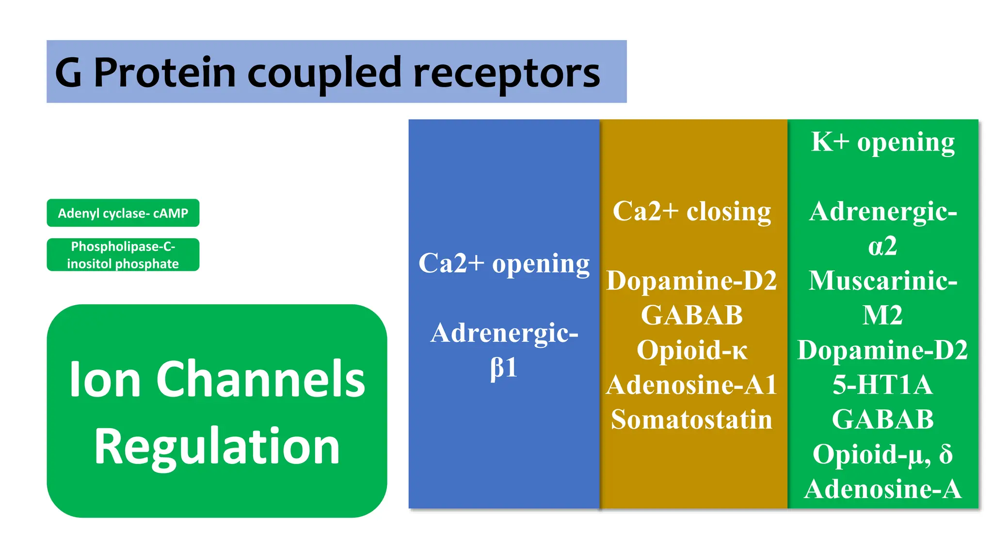 G Protein coupled receptors
Adenyl cyclase- cAMP
Phospholipase-C-
inositol phosphate
Ion Channels
Regulation
K+ opening
Adrenergic-
α2
Muscarinic-
M2
Dopamine-D2
5-HT1A
GABAB
Opioid-µ, δ
Adenosine-A
Ca2+ closing
Dopamine-D2
GABAB
Opioid-κ
Adenosine-A1
Somatostatin
Ca2+ opening
Adrenergic-
β1
 
