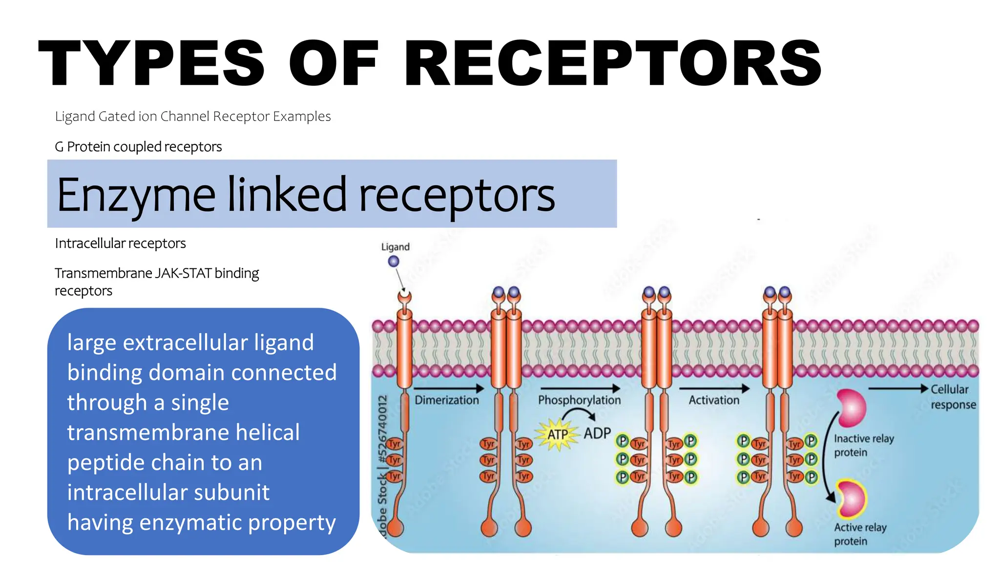 TYPES OF RECEPTORS
Ligand Gated ion Channel Receptor Examples
G Protein coupled receptors
Enzyme linked receptors
Intracellular receptors
large extracellular ligand
binding domain connected
through a single
transmembrane helical
peptide chain to an
intracellular subunit
having enzymatic property
Transmembrane JAK-STAT binding
receptors
 